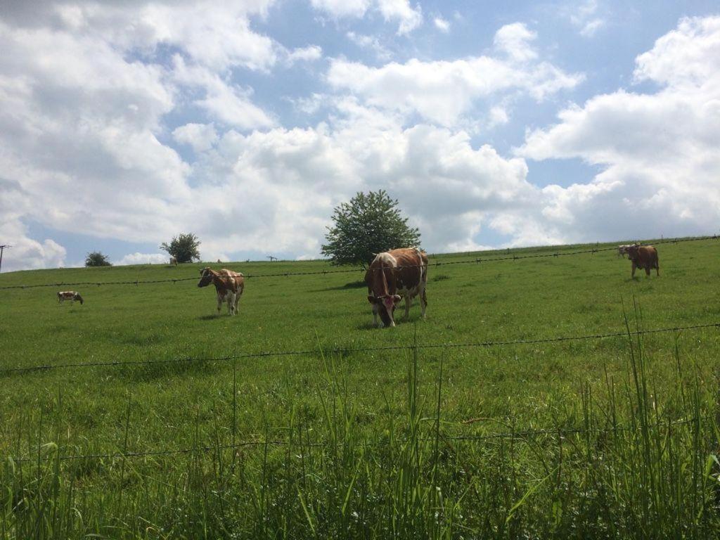 Ferienwohnung-Michels Orlenbach Buitenkant foto